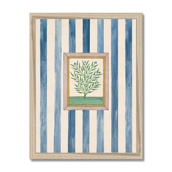 Book of Herbs Blue Stripe