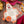Butter Chicken Recipe Kit