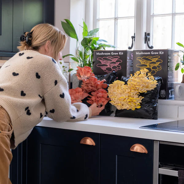 Golden Oyster Mushroom Growing Kit
