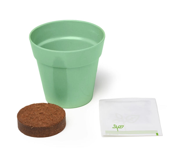 Dancing Plant Growing Kit