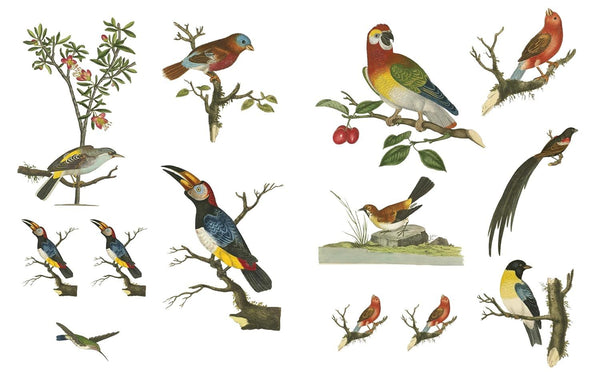 Collage the Botanic World