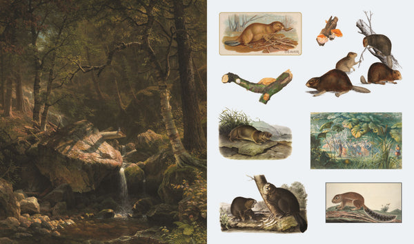 Sticker Treasury of Woodland Adventures