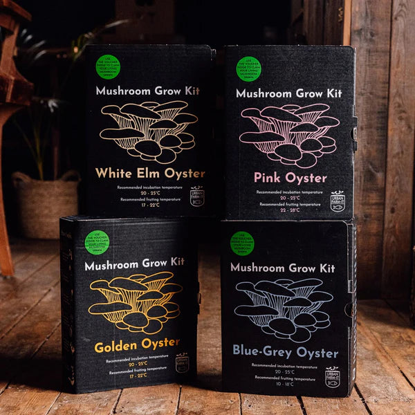 Golden Oyster Mushroom Growing Kit