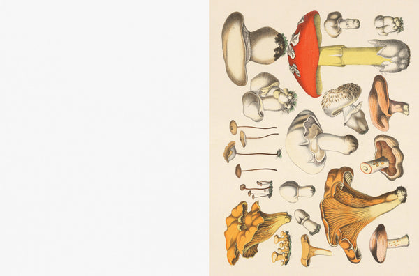 Cut-out Curiosities: Botanica