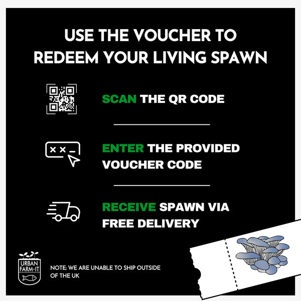 Golden Oyster Mushroom Growing Kit