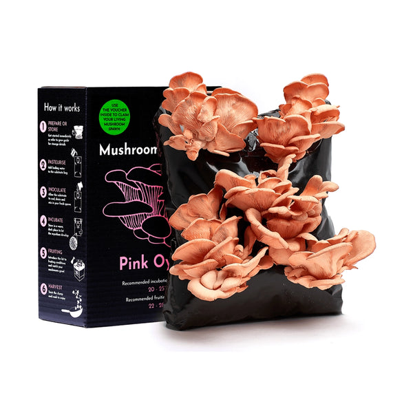 Pink Oyster Mushroom Growing Kit