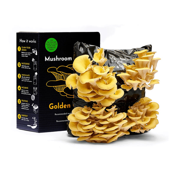 Golden Oyster Mushroom Growing Kit