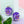 Viola Earrings