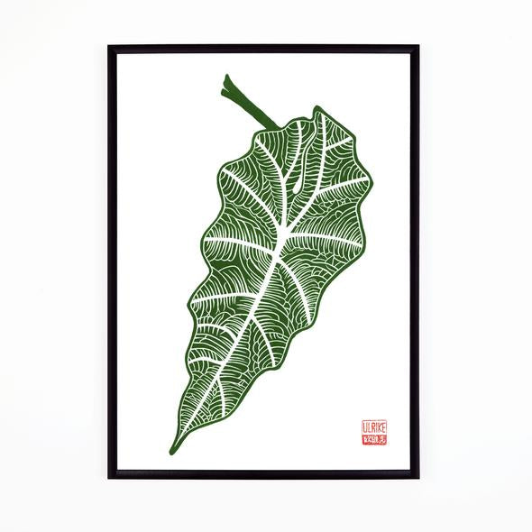 Alocasia