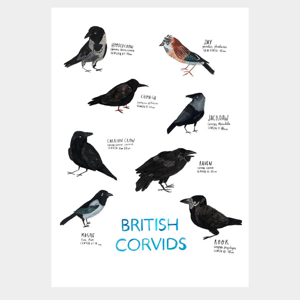 Corvids by Dick Vincent